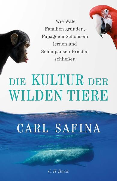 Cover des Mediums