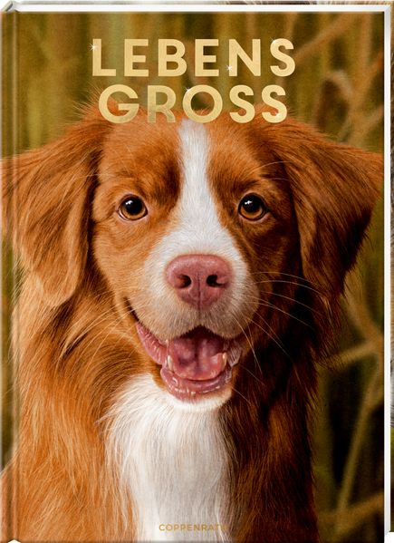 Hunde, unsere Gefährten